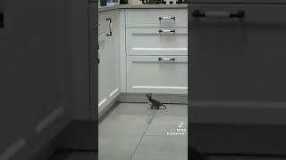 kitten jumping on counter