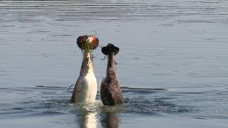 Great crested grebes courtship dance | WWT