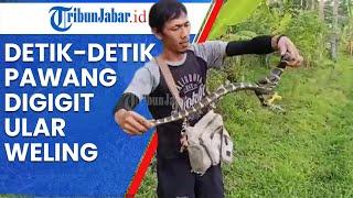 DETIK-DETIK Pawang Digigit Ular Weling Saat Akan Menangkap di Lahan Warga