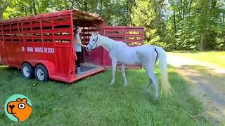 32 Year Old Horse Finds Her Herd After Years Neglected & Alone | Cuddle Buddies