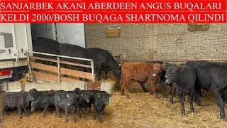 SANJARBEK AKADAN JUDA KOTTA YANGILIK 2000/BOSH BUQAGA SHARTNOMA QILINDI ABERDEEN ANGUS BUQALARI KELD