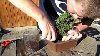 How To Plant A Bonsai Tree (easy way)