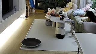 Cheeky feline spills drink all over rug || Viral Video UK