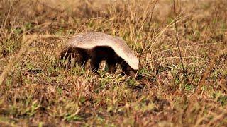 "Animal Oddities: The Meanest Animal Alive - The African Honey Badger"