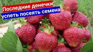 ПОСЕВ ЗЕМЛЯНИКИ ИЗ СЕМЯН ПО СНЕГУ - УСПЕТЬ В ЯНВАРЕ.  Все от А до Я про посев садовой земляники