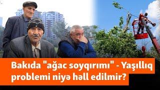 "Rüşvəti ver, istədiyin qədər kəs" - Bakıda göydələnlərə qurban edilən ağaclar