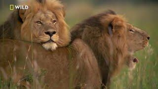 Brotherhood of  Lions l Nat Geo Wild 