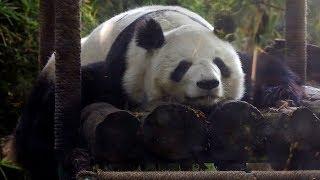 Pair of pandas in Mexico become oldest outside China