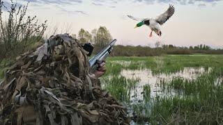 DUCKS FLY TO THE HUNTER. Killed 1000 ducks. Best Shots