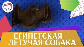 Египетская летучая  собака Образ жизни на ilikepet