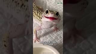 Leopard Gecko | Cutest Reptile Ever?