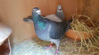 New Pigeon Breeding Setup