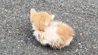 The hungry stray kitten sits bewildered by the roadside, quietly unsure of what it is waiting for.