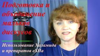 Подготовка и объединение мальков дискусов. Использование Халамида и препаратов eSHa.#решисьивоплощай