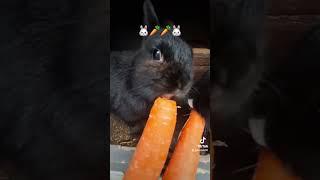 lili & lana #bunny #eating #cute #rabbit