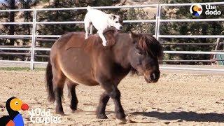 Dog Rides Her Mini Horse Everywhere | The Dodo Odd Couples