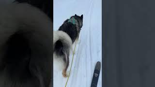 ️Live Skiing With Raven The Malamute Dog ️ #live #husky #wolf #sports #fun