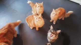 Maine coon cats meowing loud for food