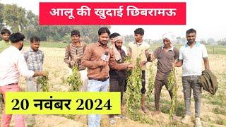 आलू की खुदाई छिबरामऊ कन्नौज || 20 नवंबर 2024 || Aalu Ki Khudai Chhibramau Potato Rate नया आलू