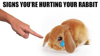 12 Signs You're Hurting Your Rabbit Without Realizing