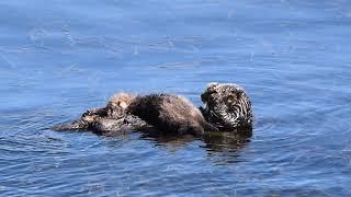 Mother Sea Otter Self Care