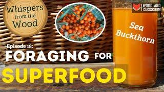 Foraging Sea Buckthorn