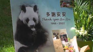 World's Longest-Living Male Panda Has Died