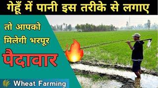 गेहूं की फ़सल में पानी इस तरीके से लगाए तो आपको मिलेगी दुगनी पैदावार |Water Management In Wheat Crop