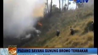 Kebakaran Savana @GunungBromo 20/10/2014 ( Api Berkobar Menghanguskan Hewan dan pohon)