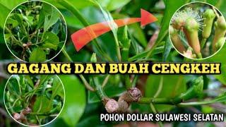 PROSES DARI GAGANG MENJADI CENGKEH |VLOG| PETANI CENGKEH GAGANG KE BUAH Part 1