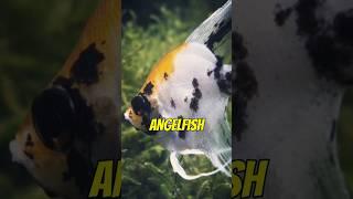 More Fun Facts about the Angelfish #angelfish #aquarium #fishtank