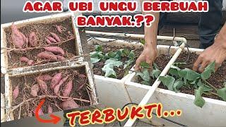 cara menanam ubi jalar ungu di box bekas.!!! sampe panen melimpah.#ubi #ubiungu #garden