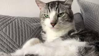 Cat Grooming ASMR with Bubbles 01 (1 HOUR LOOP)
