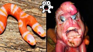 Strangest Mutant Animals Ever Discovered