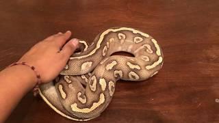 Ball Python Unboxing from Ralph Davis Reptiles: Super Phantom