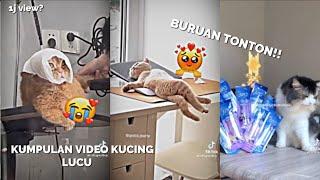 KUMPULAN TIKTOK KUCING #shorts