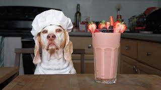 Funny Chef Dog Makes Smoothies! Funny Dog Maymo