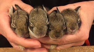 How to Rescue baby bunnies and keep them alive!