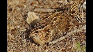 Common quail (Coturnix coturnix) Ορτύκι - Cyprus