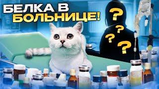 БЕЛКА В БОЛЬНИЦЕ/ЛАЙКИ LIKE#cat