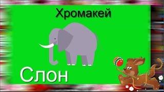 42. Футаж на хромакее. Слон. Футаж для создания видео