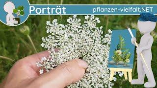 ️ Porträt 117 - Wild Möhre  (Daucus carota subsp. carota) - Steckbrief (Essbar)