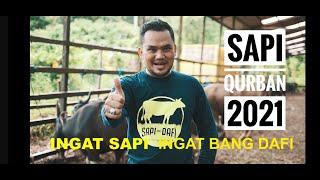 SAPI QURBAN 2021-Siap Kirim Seluruh Kalimantan Timur