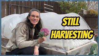 October Harvest and Cold Protection, Saskatchewan Gardening