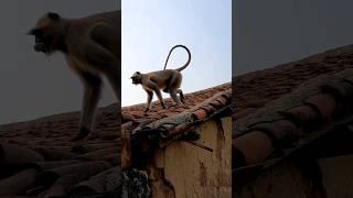 funny monkey video #shorts #youtubeshorts #viralvideo #funnymonkeyvideo