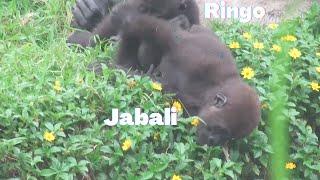 Gorilla Ringo look at Jabali fell down, but Ringo is calm. 19/09/2022