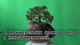 Растения на приусадебном участке для привлечения СЧАСТЬЯ, УДАЧИ и БЛАГОПОЛУЧИЯ