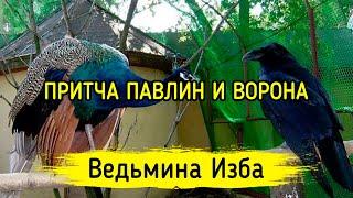 ПРИТЧА ПАВЛИН И ВОРОНА. ВЕДЬМИНА ИЗБА ▶️ МАГИЯ