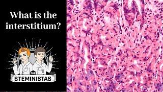 What is the interstitium?