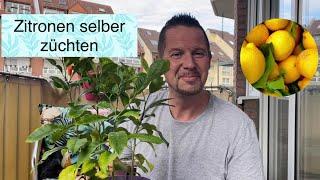 Zitronen | selber züchten | Vom Samen zum Bäumchen | Selbstversorger | Green | Garden